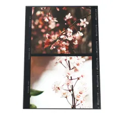 【A4サイズ（約21x30cm）】【fg-poster-262】アートプリント ポスター フレーム付き インテリア アート モダン 桜 さくら 春 季節 フィルム レトロ かわいい 日本 カフェ風 北欧 韓国 花 ナチュラル