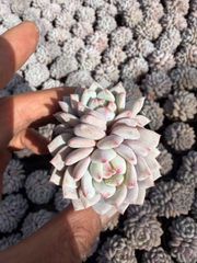 SALEセット♥ ビロード MT696×50苗 抜き苗 多肉植物 詰め合わせ