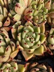 新春セール　XQS32　ハロウィンナイト　105苗セット　土と根付き　多肉植物　エケベリア　韓国苗　サボテン　詰め合わせ　寄せ植え