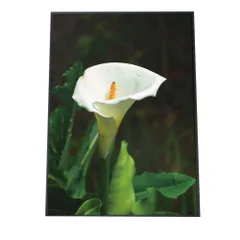 【B4サイズ（約25x36cm）】【fg-poster-331】アートプリント ポスター インテリア アート はな 花 ホワイト カラー かわいい 植物 自然 ボタニカル 北欧 韓国 カフェ風 フラワー ボタニカル