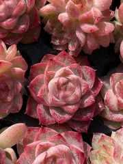 新春セール　XQS40　桃熏女王　105苗セット　土と根付き　多肉植物　エケベリア　韓国苗　サボテン　詰め合わせ　寄せ植え