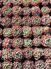 新春セール　XQS53　いとまき　105苗セット　土と根付き　多肉植物　エケベリア　韓国苗　サボテン　詰め合わせ　寄せ植え