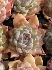 新春セール　XQS64　スノーフェース　105苗セット　土と根付き　多肉植物　エケベリア　韓国苗　サボテン　詰め合わせ　寄せ植え