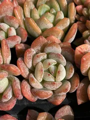 新春セール　XQS67　オールスター　105苗セット　土と根付き　多肉植物　エケベリア　韓国苗　サボテン　詰め合わせ　寄せ植え