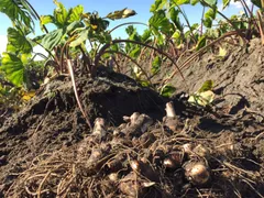 2026年最新】京薩摩の人気アイテム - メルカリ