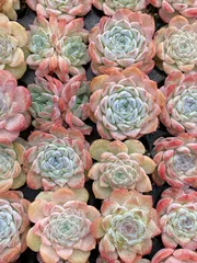 新発売　XQS76　砂糖　105苗セット　土と根付き　多肉植物　エケベリア　韓国苗　サボテン　詰め合わせ　寄せ植え