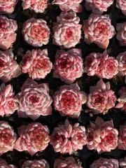 新春セール　XQS84　ビロード　105苗セット　土と根付き　多肉植物　エケベリア　韓国苗　サボテン　詰め合わせ　寄せ植え