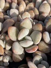 新発売　XQS94　ピンクのウサギ　105苗セット　土と根付き　多肉植物　エケベリア　韓国苗　サボテン　詰め合わせ　寄せ植え