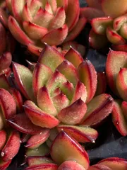 新春セール　XQS98　冬雲　105苗セット　土と根付き　多肉植物　エケベリア　韓国苗　サボテン　詰め合わせ　寄せ植え