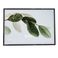 【B4サイズ（約25x36cm）】【fg-poster-40】アートプリント ポスター インテリア フォト モダン シンプル お洒落 カフェ しずく 雨 水 水滴 朝露 自然 ナチュラル 森 ジャングル ボタニカル 葉 緑 グリーン 植物