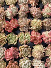 新春セール　XQS101　マルガン　105苗セット　土と根付き　多肉植物　エケベリア　韓国苗　サボテン　詰め合わせ　寄せ植え