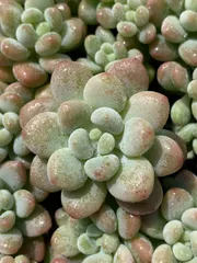 新発売　XQS118　ロココ　105苗セット　土と根付き　多肉植物　エケベリア　韓国苗　サボテン　詰め合わせ　寄せ植え