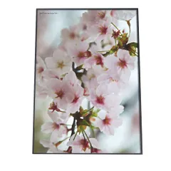 【B1サイズ（約73x103cm）】【fg-poster-525】アートプリント ポスター インテリア サクラ 梅 ウメ 花 フラワー ピンク 木 ガーデニング ウメ 桜 縦