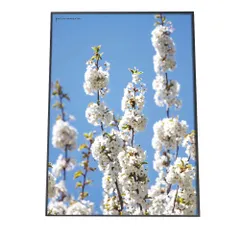 【A2サイズ（約42x59cm）】【fg-poster-527】アートプリント ポスター インテリア 白い花 ホワイト 空 ブルー サクラ 梅 ウメ 花 フラワー ピンク 木 縦