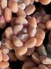 新発売　XQS123　ホワイトモモ　105苗セット　土と根付き　多肉植物　エケベリア　韓国苗　サボテン　詰め合わせ　寄せ植え