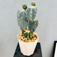 現品］【超レア】91番 モンステラ デリシオーサ ミント バリエゲイ