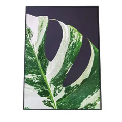 【B4サイズ（約25x36cm）】【fg-poster-939】モンステラ ホワイトタイガー アートプリント ポスター インテリア 植物 観葉 グリーン ボタニカル 緑 アーバンジャングル モンステラ 縦