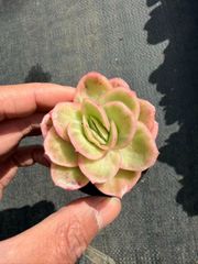 SALEセット♥ベビーフィンガー MT762×54苗 土鉢付き 多肉植物