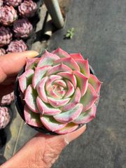 多肉植物　韓国苗　ベビーフィンガー　２株　発根済み 多肉植物 韓国苗 ベビーフィンガー 2株 発根済み - メルカリ