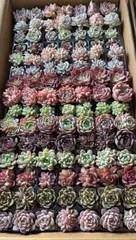 現品限り　15種類の土と根付き105苗セット　多肉植物の大満足パック！佐川急便で発送　エケベリア　韓国苗 　A21