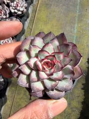 15種類の土と根付き105苗セット 多肉植物の大満足パック！佐川急便で