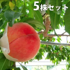 2025年最新】桃 モモ 苗木の人気アイテム - メルカリ