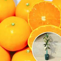 2026年最新】せとか 苗木の人気アイテム - メルカリ