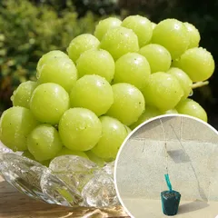 2025年最新】シャインマスカット苗の人気アイテム - メルカリ