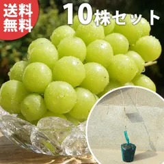 シャインマスカット苗 メルカリ運営接木として確認済 ️⭕️ 確認用 2025年最新】シャインマスカット苗木の人気アイテム - メルカリ