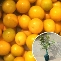 2026年最新】金柑 ぷちまるの人気アイテム - メルカリ