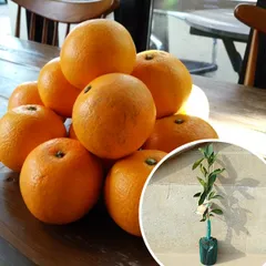 2025年最新】柑橘 苗木の人気アイテム - メルカリ