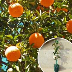 2026年最新】苗木 津之輝の人気アイテム - メルカリ