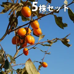 2026年最新】柿 苗木の人気アイテム - メルカリ