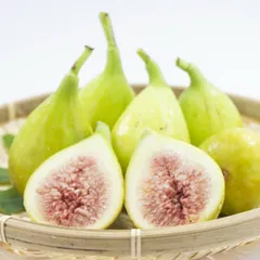 あかいしさま　専用出品　自家果実確認済みイチジクAmarcord 接木苗 あかいしさま 専用出品 自家果実確認済みイチジクAmarcord 接木苗