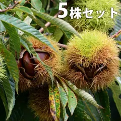 2025年最新】銀寄栗の人気アイテム - メルカリ