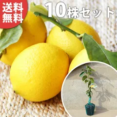 苗/苗木 【10本セット】 レモン・アレンユーレカ 樹高0.4m前後 15cmポット 苗木 1年生 1本で実がなる レモンの木 接ぎ木 苗 柑橘 素掘りポット苗 果樹苗 果樹 果樹園用 植木 木 kd 10本 10