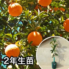 2026年最新】津之輝の人気アイテム - メルカリ