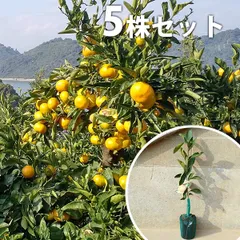 専用出品　柑橘苗木セット みかん 苗木 させぼ温州 15cmポット苗 ミカン 苗 蜜柑-ブルーベリーや
