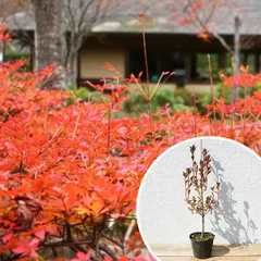 2026年最新】ドウダンツツジの人気アイテム - メルカリ