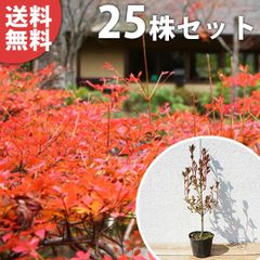 アメリカハナズオウ フォレストファンシー 接木6年生 2.3m大苗 - メルカリ