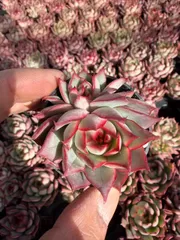 【54鉢の土鉢付きセット】ロータスランタン　多肉植物　佐川急便発送　エケベリア　韓国苗　Z872