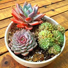 そのまま飾れる寄せ植え 多肉植物 - メルカリ