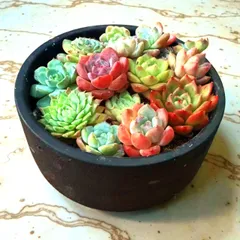 🌸多肉植物カット苗寄せ植え　そのまま飾れる完成品🌸