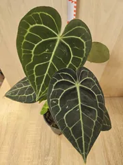 2025年最新】アンスリウムクラリネルビウムの人気アイテム - メルカリ