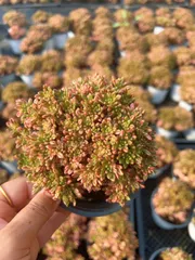 【15株の抜き苗セット】小人祭り錦　多肉植物　佐川急便発送　エケベリア　韓国苗　Z2336