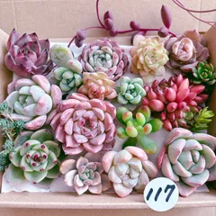 117 4多肉植物寄せ植えセット