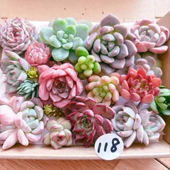 118 多肉植物寄せ植えセット