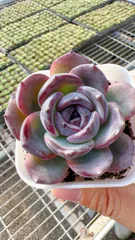 【60株の抜き苗セット】ブラックオレンジ　多肉植物　佐川急便発送　エケベリア　韓国苗　Z2325