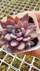 50株の抜き苗セット】ピンクとんぼ 多肉植物 佐川急便発送 エケベリア