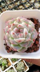 い*ご様 K1185 粉月影 70株 多肉植物 抜き苗 エケベリア 韓国苗 い*ご